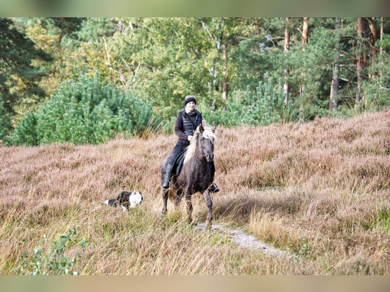 Caballos islandeses Yegua 13 años 141 cm in Ribbesbüttel