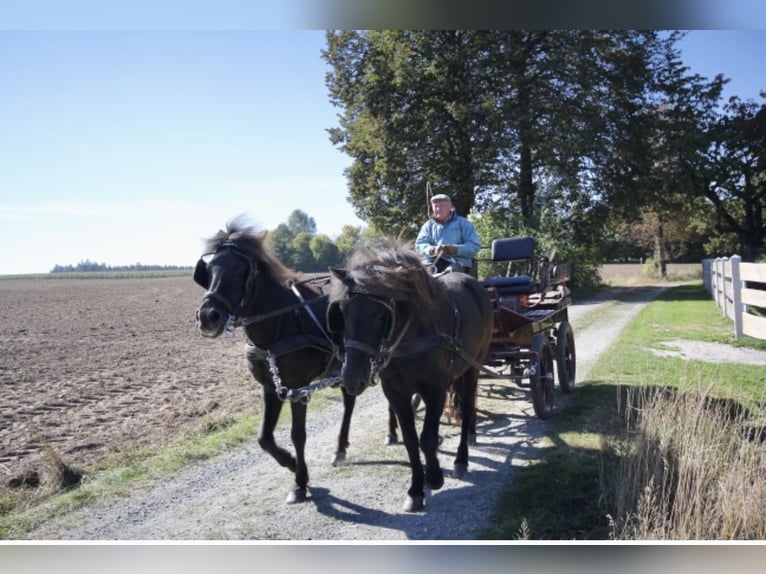 Caballos islandeses Yegua 13 años 142 cm in Kirchendemenreut