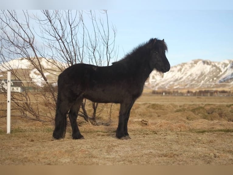 Caballos islandeses Yegua 13 años 142 cm Negro in Linkenbach