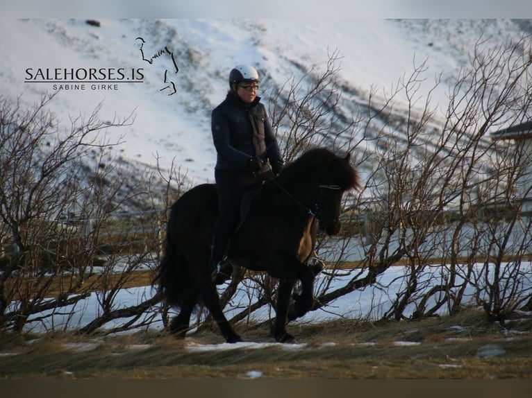 Caballos islandeses Yegua 13 años 142 cm Negro in Linkenbach