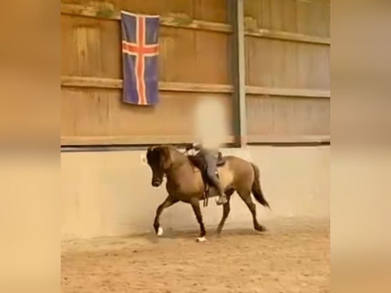 Caballos islandeses Yegua 13 años 143 cm Bayo in Bechenheim