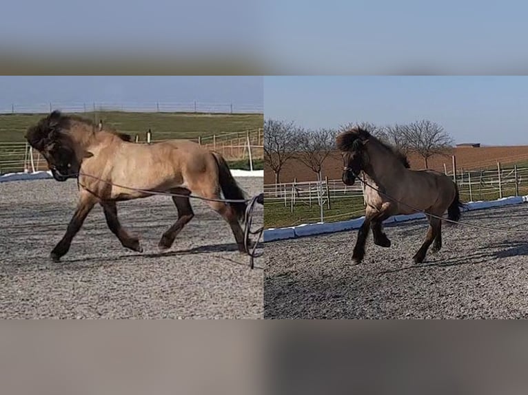 Caballos islandeses Yegua 13 años 143 cm Bayo in Bechenheim