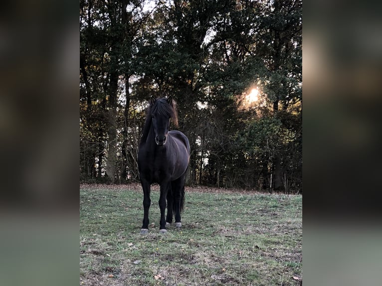 Caballos islandeses Yegua 13 años 143 cm Negro in RheinbachRheinbach
