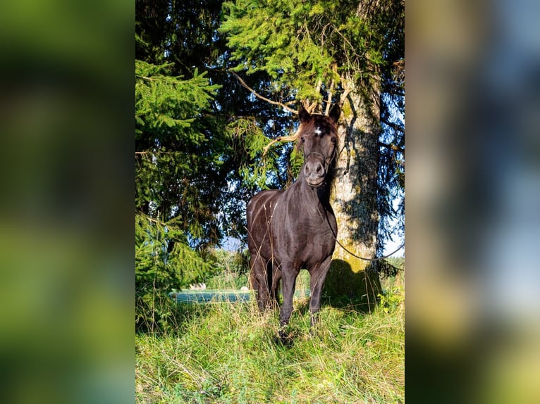 Caballos islandeses Yegua 13 años 143 cm Negro in St.Jakob Im Rosental