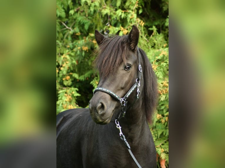 Caballos islandeses Yegua 13 años 143 cm Negro in St.Jakob Im Rosental