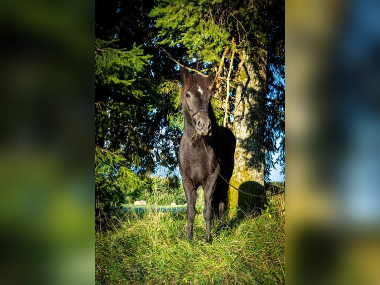 Caballos islandeses Yegua 13 años 143 cm Negro in St.Jakob Im Rosental