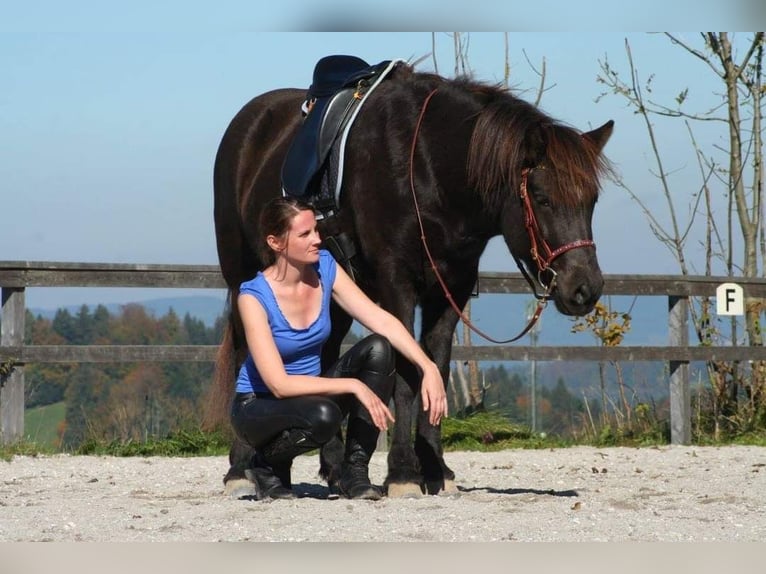 Caballos islandeses Yegua 13 años 143 cm Negro in St.Jakob Im Rosental