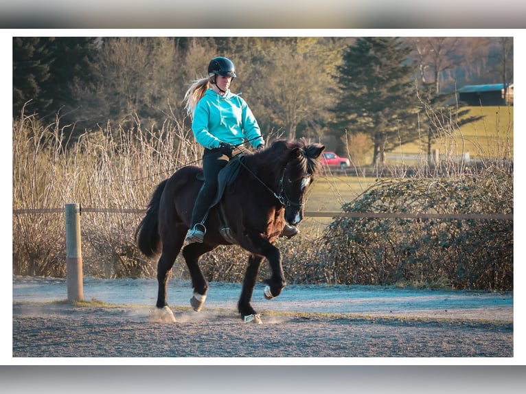 Caballos islandeses Yegua 13 años 144 cm Negro in Bad Honnef