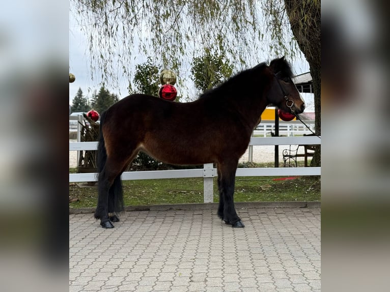 Caballos islandeses Yegua 13 años 146 cm Castaño in Lochen am See