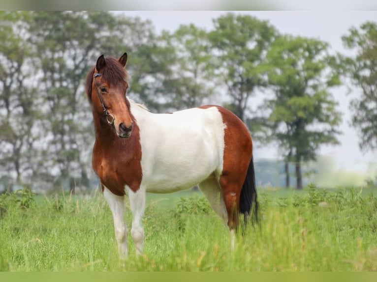 Caballos islandeses Yegua 13 años 147 cm Tobiano-todas las-capas in Grashoek