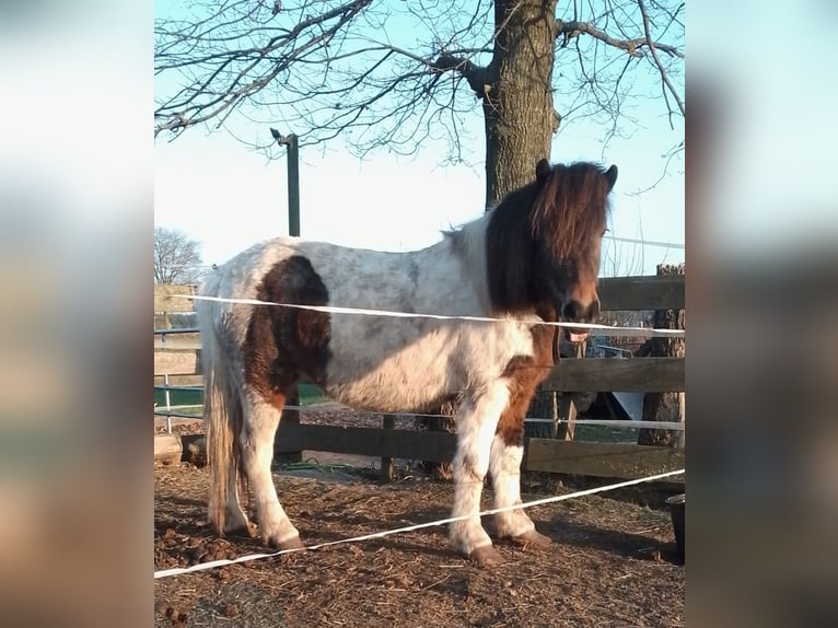 Caballos islandeses Yegua 13 años Pío in Neustadt am Rübenberge