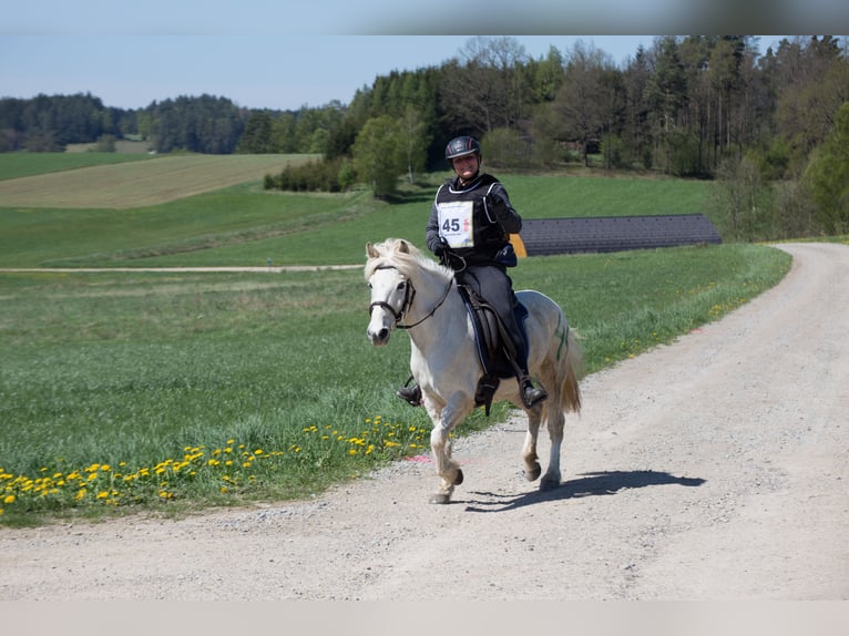 Caballos islandeses Yegua 14 años 130 cm Tordo in Langschwarza