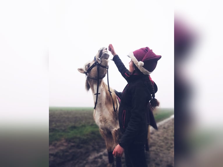 Caballos islandeses Yegua 14 años 132 cm Cremello in Kaarst