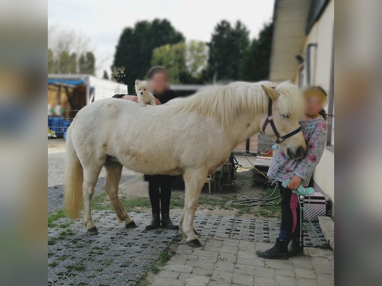 Caballos islandeses Yegua 14 años 132 cm Cremello in Kaarst