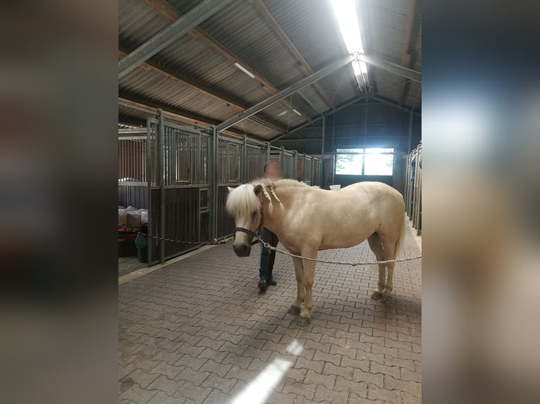 Caballos islandeses Yegua 14 años 132 cm Cremello in Kaarst