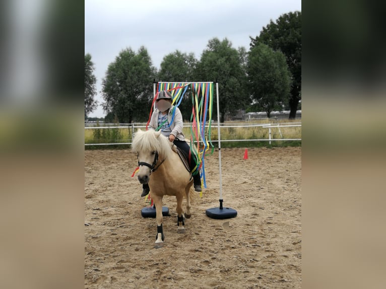 Caballos islandeses Yegua 14 años 132 cm Cremello in Kaarst