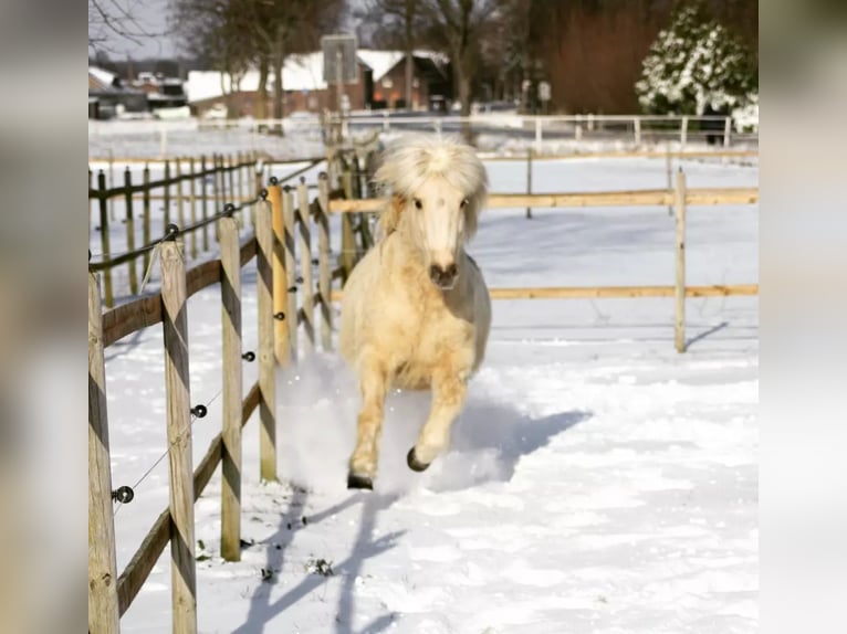 Caballos islandeses Yegua 14 años 132 cm Cremello in Kaarst