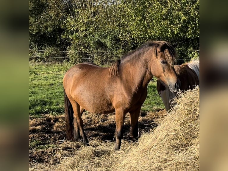 Caballos islandeses Yegua 14 años 133 cm Castaño in Reinfeld (Holstein)R