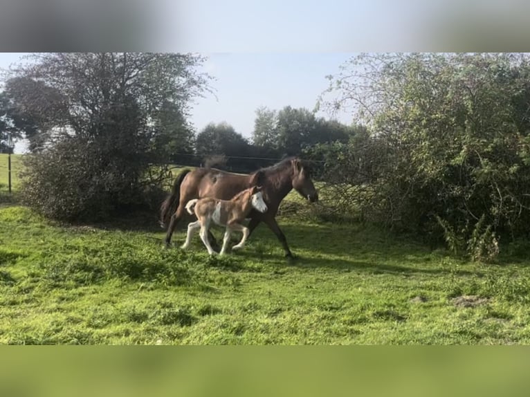 Caballos islandeses Yegua 14 años 133 cm Castaño in Reinfeld (Holstein)R