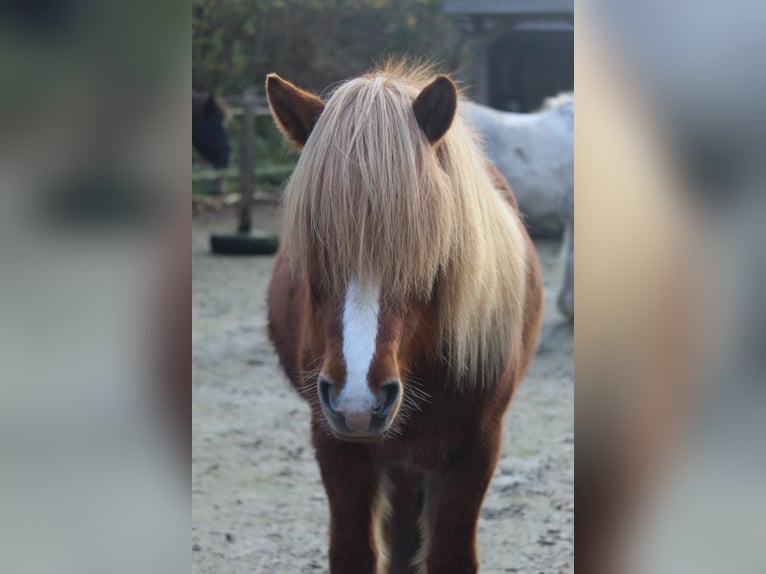 Caballos islandeses Yegua 14 años 134 cm Alazán in Nehms