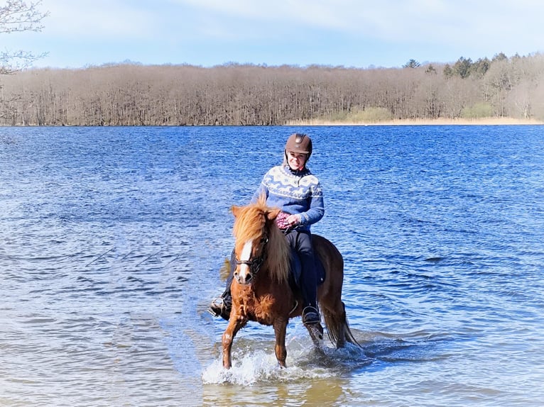 Caballos islandeses Yegua 14 años 134 cm Alazán in Nehms