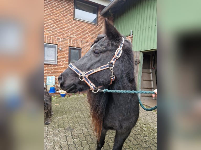 Caballos islandeses Yegua 14 años 135 cm Negro in S&#xFC;derl&#xFC;gum