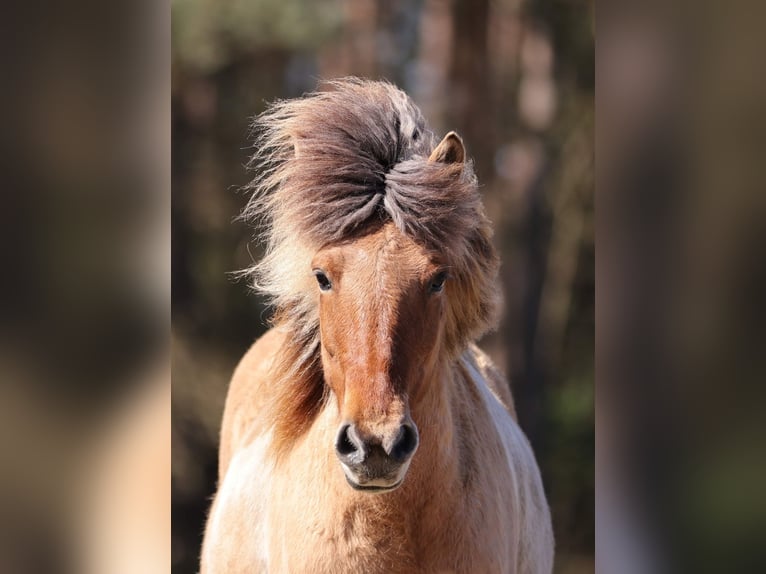 Caballos islandeses Yegua 14 años 136 cm Pío in Südlohn