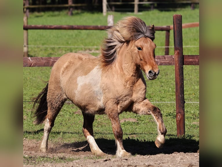 Caballos islandeses Yegua 14 años 136 cm Pío in Südlohn