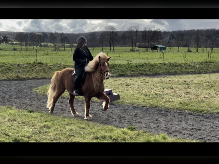 Caballos islandeses Yegua 14 años 137 cm Alazán in Ober-M&#xF6;rlen