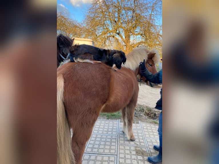 Caballos islandeses Yegua 14 años 137 cm Alazán in Ober-M&#xF6;rlen
