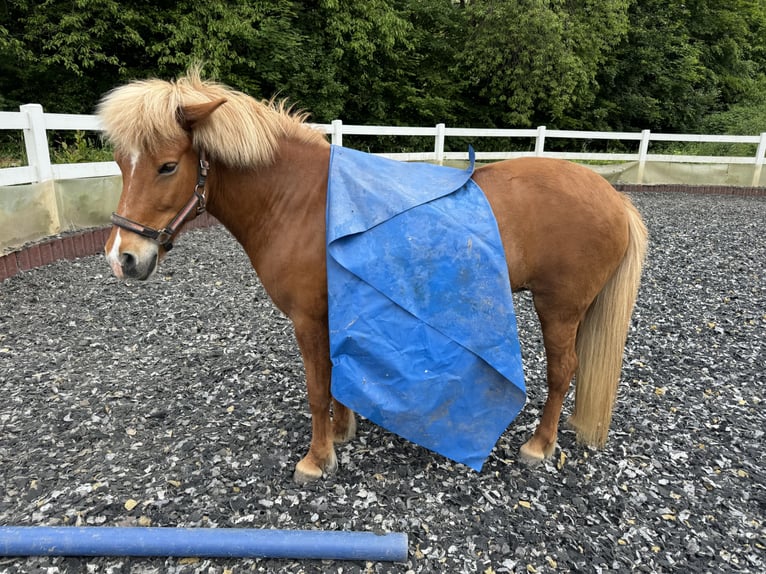 Caballos islandeses Yegua 14 años 137 cm Alazán in Ober-M&#xF6;rlen