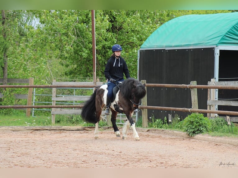 Caballos islandeses Yegua 14 años 137 cm Pío in Meckenbeuren