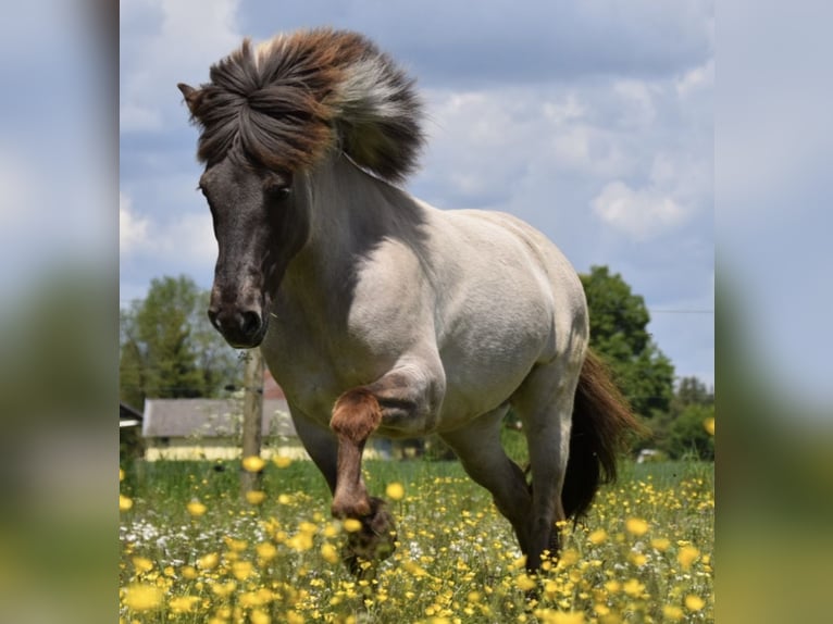 Caballos islandeses Yegua 14 años 138 cm Bayo in Ahrenshoop