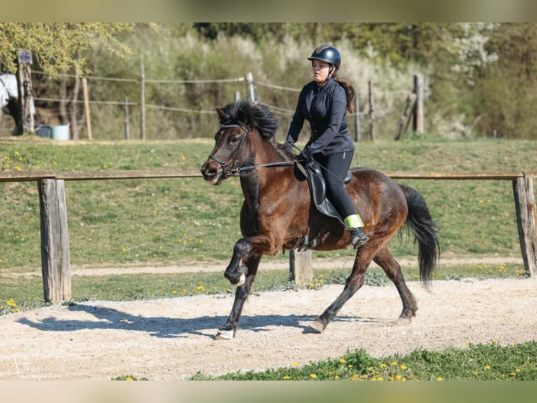 Caballos islandeses Yegua 14 años 138 cm Negro in St.Veit an der Glan