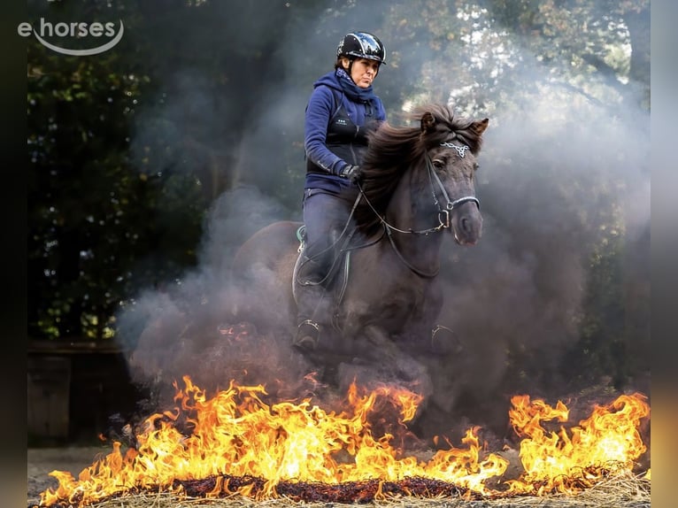 Caballos islandeses Yegua 14 años 140 cm Castaño oscuro in Kerpen