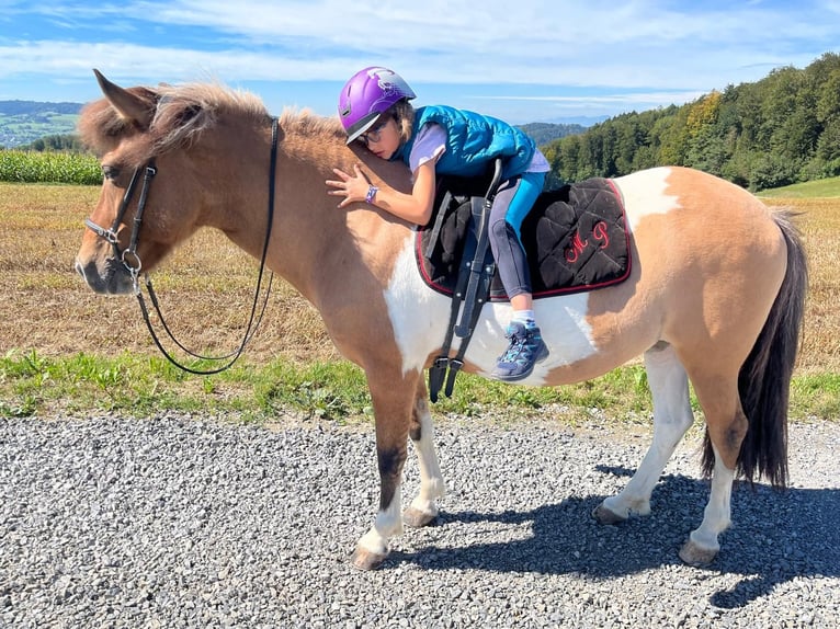 Caballos islandeses Yegua 14 años 140 cm Pío in Kirchleerau-Moosleerau