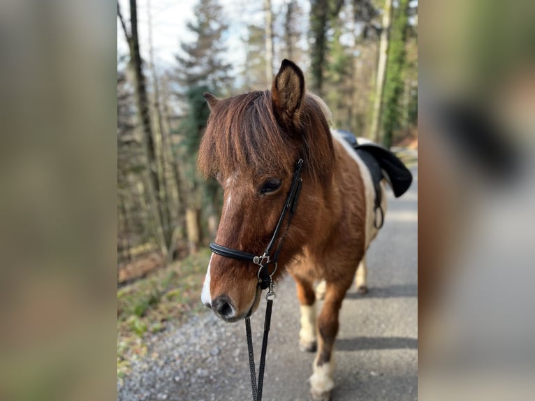 Caballos islandeses Yegua 14 años 140 cm Pío in Moosleerau