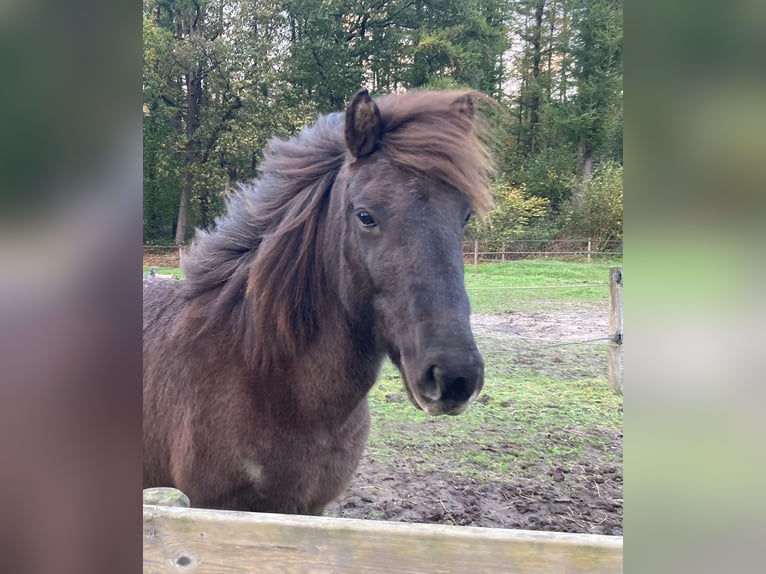 Caballos islandeses Yegua 14 años 140 cm Ruano azulado in Leuvenheim