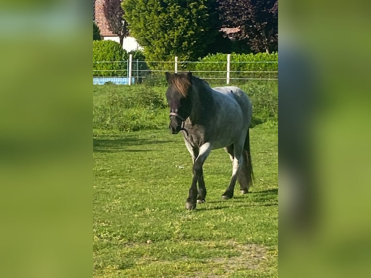 Caballos islandeses Yegua 14 años 140 cm Ruano azulado in Coesfeld