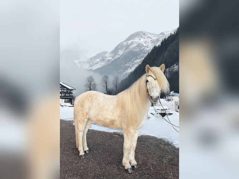 Caballos islandeses Yegua 14 años 140 cm Tordo in Ratingen