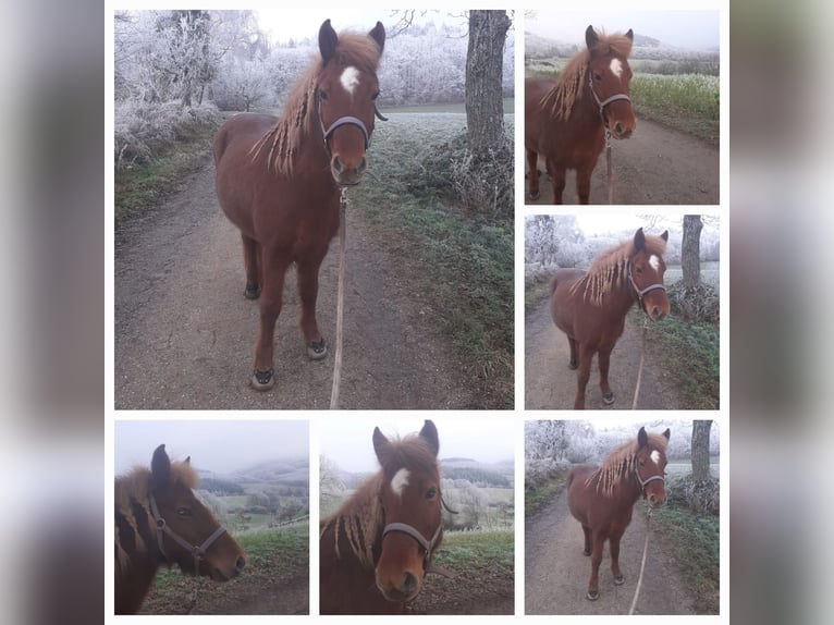 Caballos islandeses Yegua 14 años 142 cm Alazán in Fürth