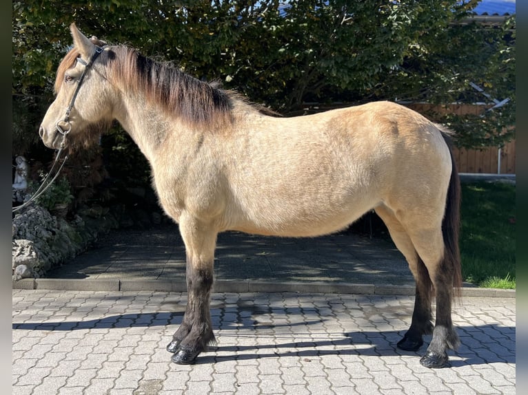 Caballos islandeses Yegua 14 años 142 cm Buckskin/Bayo in Lochen am See