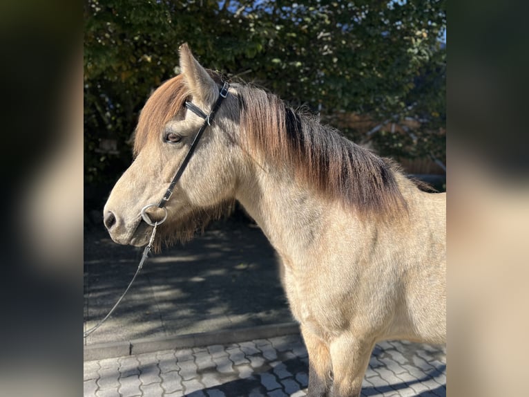 Caballos islandeses Yegua 14 años 142 cm Buckskin/Bayo in Lochen am See