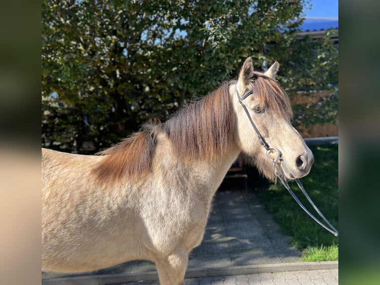 Caballos islandeses Yegua 14 años 142 cm Buckskin/Bayo in Lochen am See