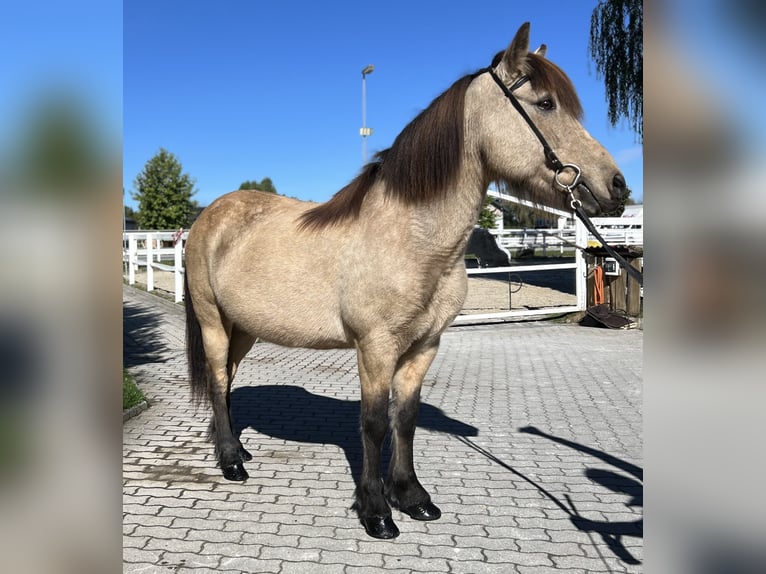 Caballos islandeses Yegua 14 años 142 cm Buckskin/Bayo in Lochen am See