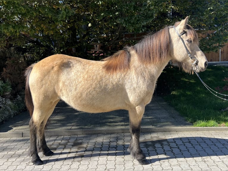 Caballos islandeses Yegua 14 años 142 cm Buckskin/Bayo in Lochen am See