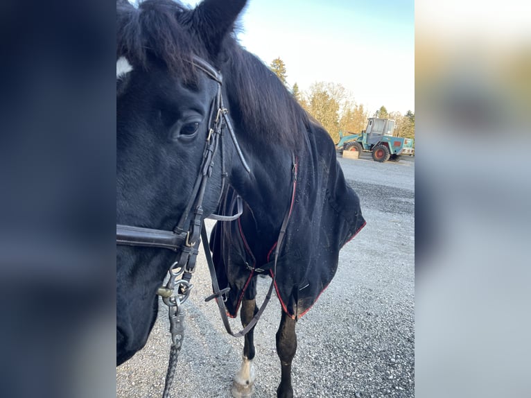 Caballos islandeses Mestizo Yegua 14 años 143 cm Alazán in Vorchdorf