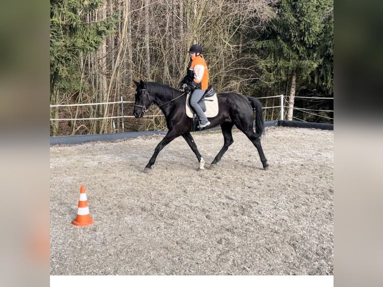 Caballos islandeses Mestizo Yegua 14 años 143 cm Alazán in Vorchdorf