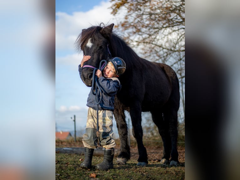 Caballos islandeses Yegua 14 años 143 cm Negro in St.Jakob Im Rosental