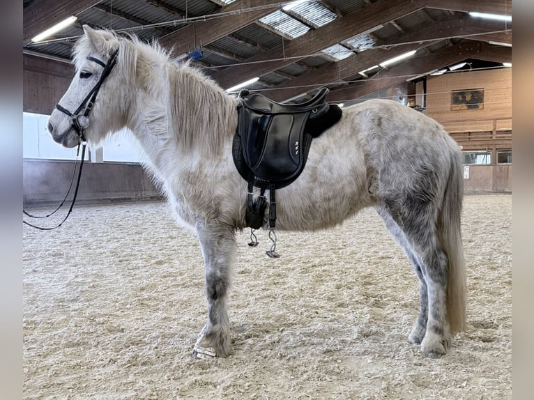 Caballos islandeses Yegua 14 años 143 cm Tordo in Lochen am See